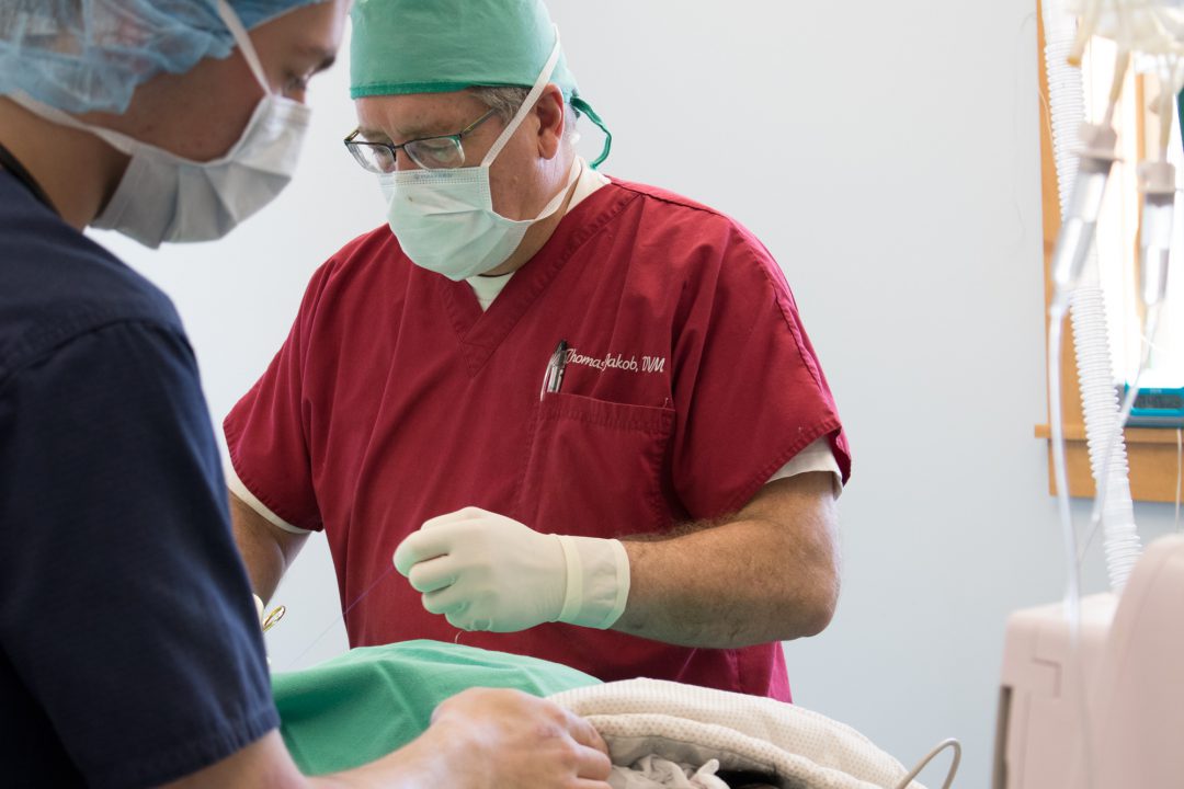 Cottonwood Veterinary Hospital Bozeman Montana Veterinarian