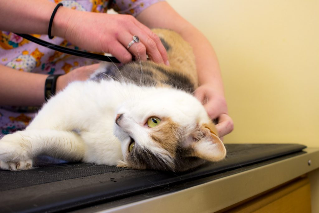 Cottonwood Veterinary Hospital Bozeman Montana Veterinarian