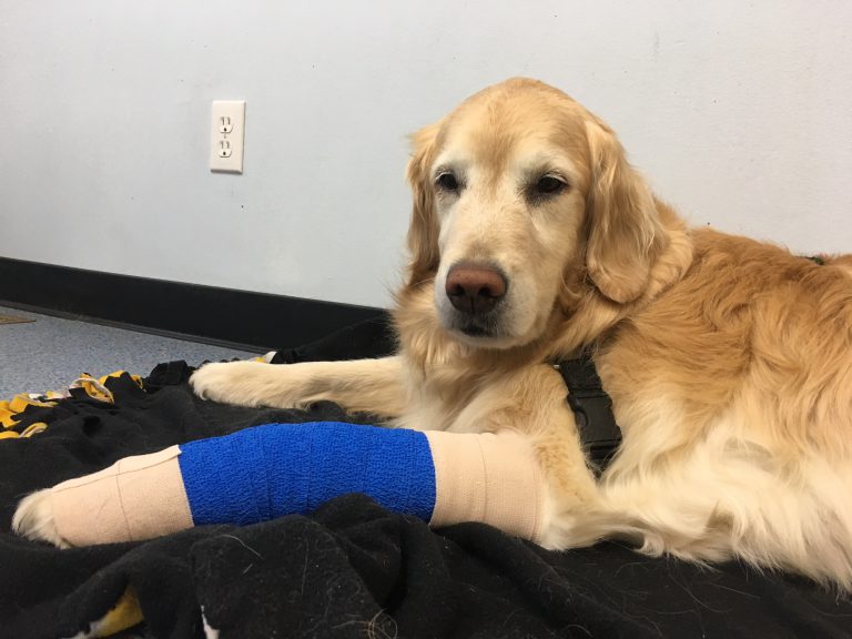 About Cottonwood Veterinary Hospital